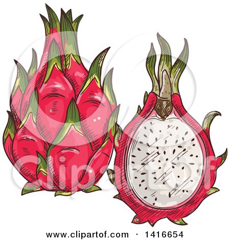 Sketched Dragon Fruit Posters, Art Prints by - Interior Wall Decor #1416654