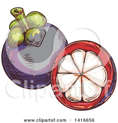 Clipart of a Sketched Mangosteen - Royalty Free Vector Illustration by Vector Tradition SM