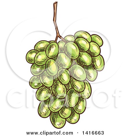 Clipart of a Sketched Bunch of Grapes - Royalty Free Vector Illustration by Vector Tradition SM