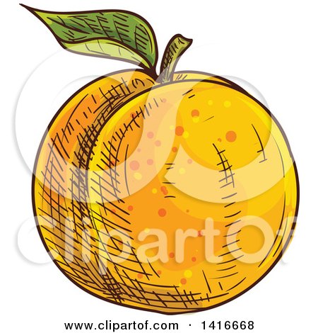 Clipart of a Sketched Apricot Peach or Nectarine - Royalty Free Vector Illustration by Vector Tradition SM