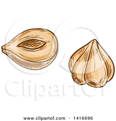Clipart of Sketched Hazelnuts - Royalty Free Vector Illustration by Vector Tradition SM