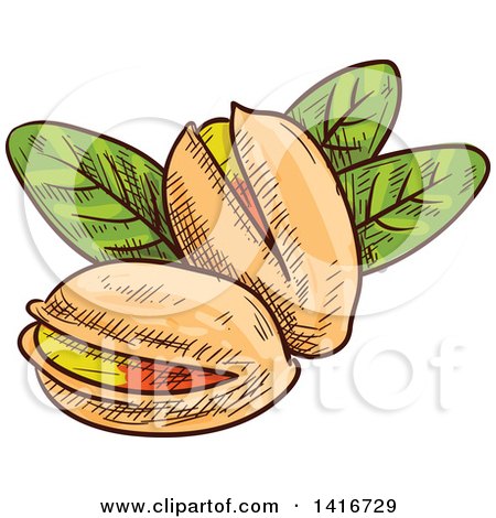 Clipart of Sketched Pistachios - Royalty Free Vector Illustration by Vector Tradition SM