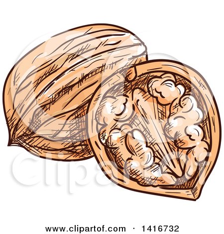 Clipart of Sketched Walnuts - Royalty Free Vector Illustration by Vector Tradition SM