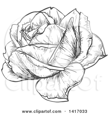 Clipart of a Sketched Gray Rose - Royalty Free Vector Illustration by Vector Tradition SM