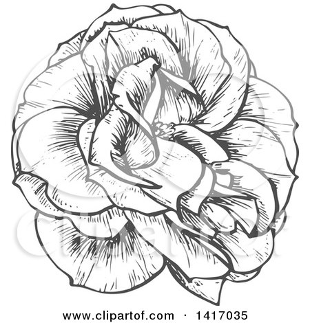 Clipart of a Sketched Gray Rose - Royalty Free Vector Illustration by Vector Tradition SM
