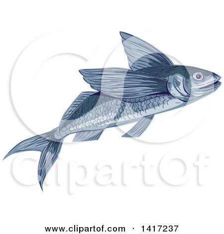 Clipart of a Sketched Flying Fish or Exocoetidae - Royalty Free Vector Illustration by patrimonio