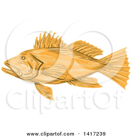 Clipart of a Sketched Black Sea Bass Fish - Royalty Free Vector Illustration by patrimonio
