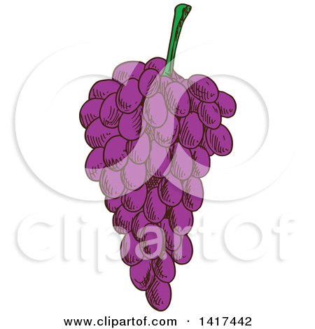 Clipart of a Sketched Bunch of Purple Grapes - Royalty Free Vector Illustration by Vector Tradition SM