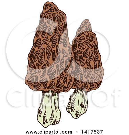 Clipart of Sketched Morel Mushrooms - Royalty Free Vector Illustration by Vector Tradition SM