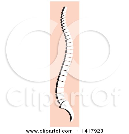 Clipart of a Human Spine on Pink - Royalty Free Vector Illustration by Lal Perera
