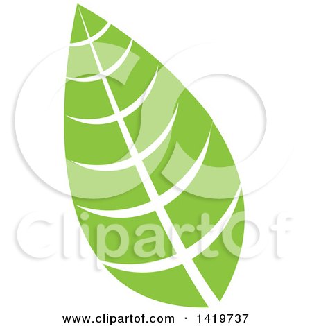 Clipart of a Green Leaf - Royalty Free Vector Illustration by cidepix