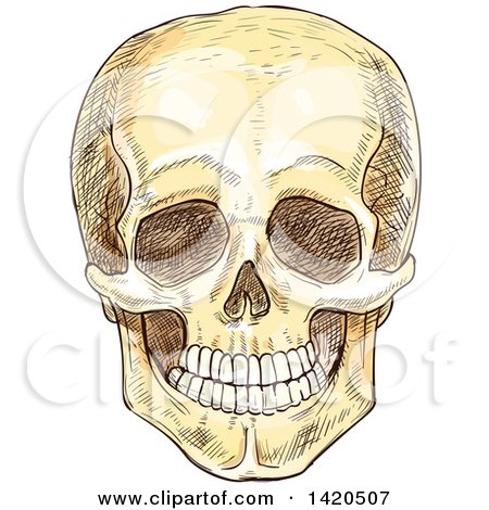 Clipart of a Sketched and Color Filled Human Skull - Royalty Free Vector Illustration by Vector Tradition SM