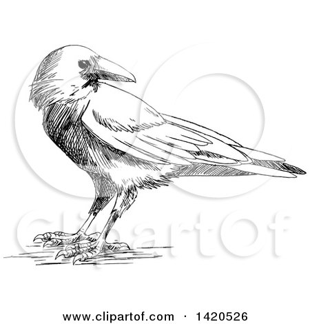 Clipart of a Sketched Black and White Crow - Royalty Free Vector Illustration by Vector Tradition SM