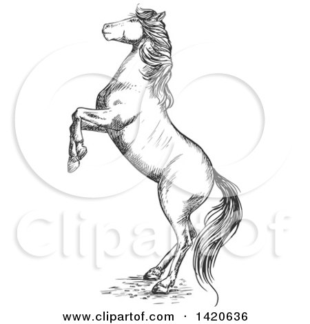 Clipart of a Sketched Gray Horse Rearing - Royalty Free Vector Illustration by Vector Tradition SM