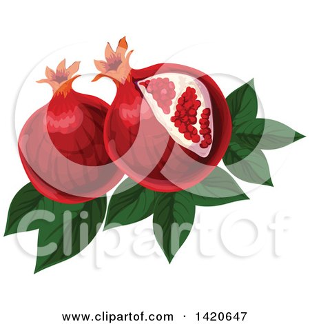 Clipart of Pomegranates, Leaves and Seeds - Royalty Free Vector Illustration by Vector Tradition SM