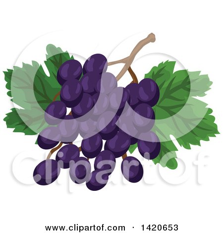 Clipart of a Bunch of Purple Grapes and Leaves - Royalty Free Vector Illustration by Vector Tradition SM