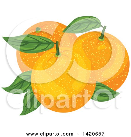 Clipart of Navel Oranges and Leaves - Royalty Free Vector Illustration by Vector Tradition SM