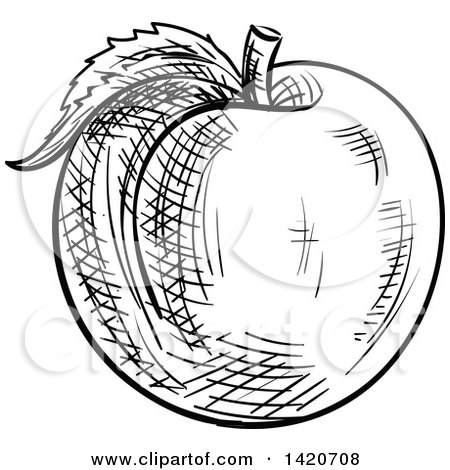 Clipart of a Black and White Sketched Apricot Peach or Nectarine - Royalty Free Vector Illustration by Vector Tradition SM