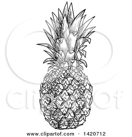 Clipart of a Black and White Sketched Pineapple - Royalty Free Vector Illustration by Vector Tradition SM
