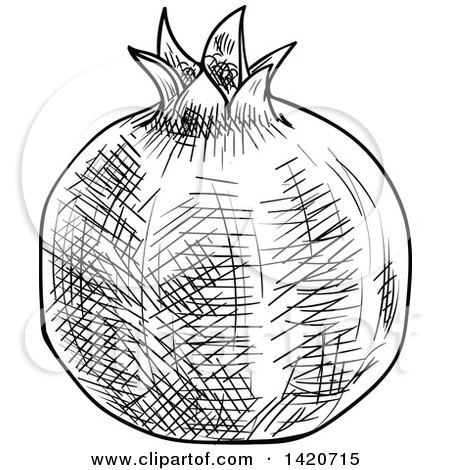 Clipart of a Black and White Sketched Pomegranate - Royalty Free Vector Illustration by Vector Tradition SM