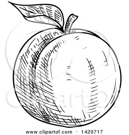 Clipart of a Black and White Sketched Apricot Peach or Nectarine - Royalty Free Vector Illustration by Vector Tradition SM