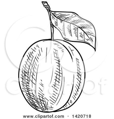 Clipart of a Black and White Sketched Plum or Apricot - Royalty Free Vector Illustration by Vector Tradition SM