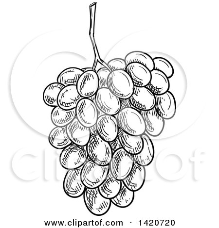 Clipart of a Black and White Sketched Bunch of Grapes - Royalty Free Vector Illustration by Vector Tradition SM