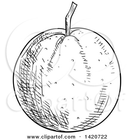 Clipart of a Black and White Sketched Navel Orange - Royalty Free Vector Illustration by Vector Tradition SM
