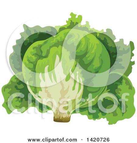 Clipart of a Head of Iceburg Lettuce - Royalty Free Vector Illustration by Vector Tradition SM