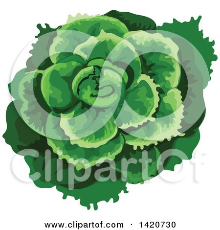 Clipart of a Head of Batavia Lettuce - Royalty Free Vector Illustration by Vector Tradition SM