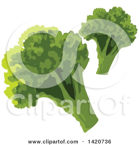 Clipart of Broccoli - Royalty Free Vector Illustration by Vector Tradition SM