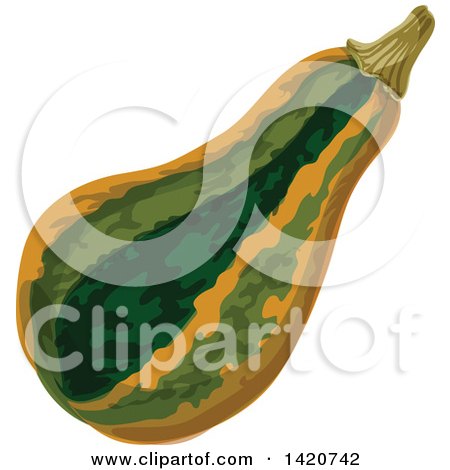 Clipart of a Squash - Royalty Free Vector Illustration by Vector Tradition SM