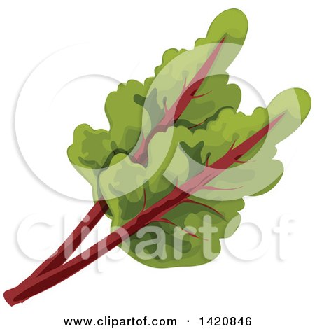 Clipart of Swiss Chard Leaves - Royalty Free Vector Illustration by Vector Tradition SM