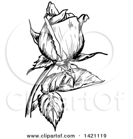 Clipart of a Sketched Black and White Rose - Royalty Free Vector Illustration by Vector Tradition SM