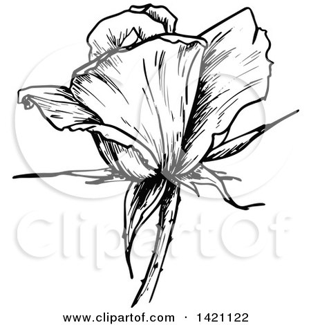 Clipart of a Sketched Black and White Rose - Royalty Free Vector Illustration by Vector Tradition SM
