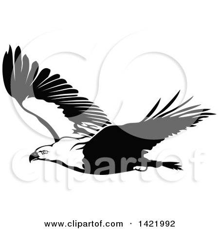 Clipart of a Flying Black and White Bald Eagle - Royalty Free Vector Illustration by dero