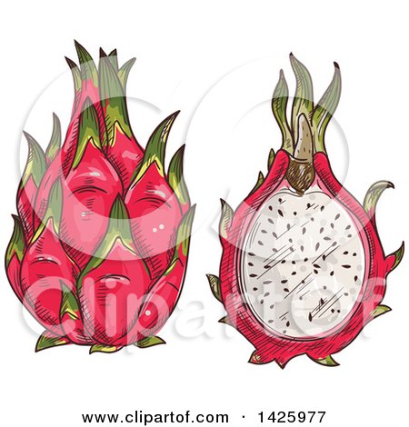 Clipart of Sketched Whole and Halved Dragonfruit - Royalty Free Vector Illustration by Vector Tradition SM
