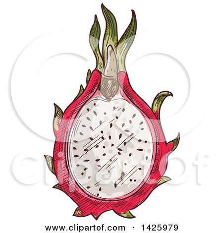 Clipart of a Sketched Halved Dragonfruit - Royalty Free Vector Illustration by Vector Tradition SM