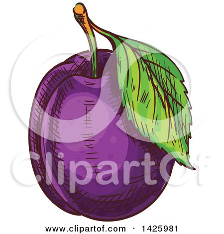 Clipart of a Sketched Plum - Royalty Free Vector Illustration by Vector Tradition SM