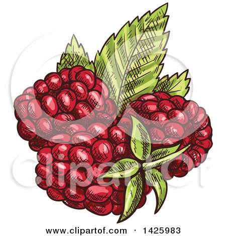Clipart of Sketched Raspberries - Royalty Free Vector Illustration by Vector Tradition SM