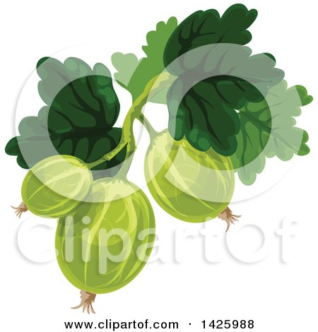 Clipart of a Bunch of Gooseberries - Royalty Free Vector Illustration by Vector Tradition SM