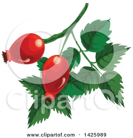 Clipart of Cankerberries - Royalty Free Vector Illustration by Vector Tradition SM