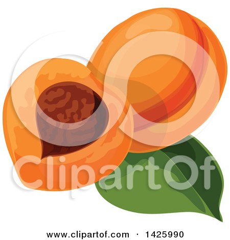 Clipart of a Leaf and Apricots - Royalty Free Vector Illustration by Vector Tradition SM