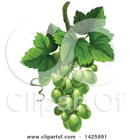 Clipart of a Bunch of Green Grapes and Leaveslogo - Royalty Free Vector Illustration by Vector Tradition SM