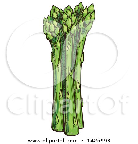 Clipart of Sketched Asparagus Stalks - Royalty Free Vector Illustration by Vector Tradition SM