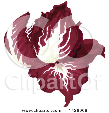 Clipart of a Head of Radicchio - Royalty Free Vector Illustration by Vector Tradition SM