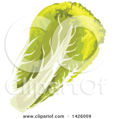 Clipart of a Head of Chinese Cabbage - Royalty Free Vector Illustration by Vector Tradition SM