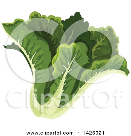 Clipart of a Head of Cos Lettuce - Royalty Free Vector Illustration by Vector Tradition SM