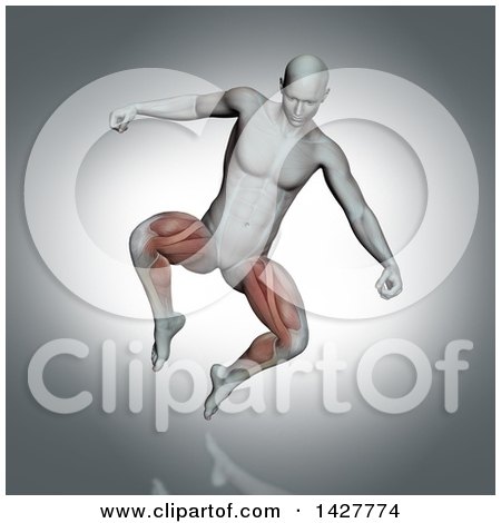 Clipart of a 3d Anatomical Man Jumping, with Visible Leg Muscles, on Gray - Royalty Free Illustration by KJ Pargeter