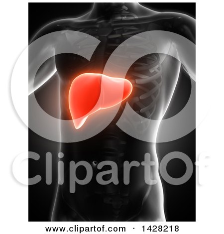Clipart of a 3d Anatomical Xray Man with Glowing Red Liver, on Black - Royalty Free Illustration by KJ Pargeter